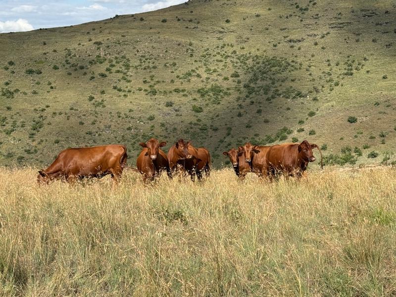 0 Bedroom Property for Sale in Fouriesburg Free State